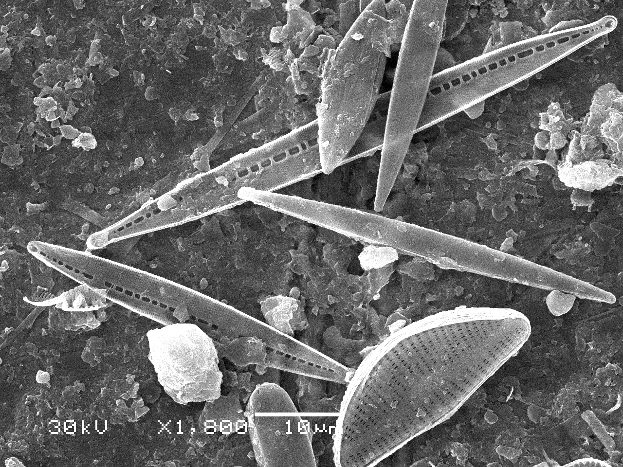 Diatom algae (Bacillariophyta).jpg