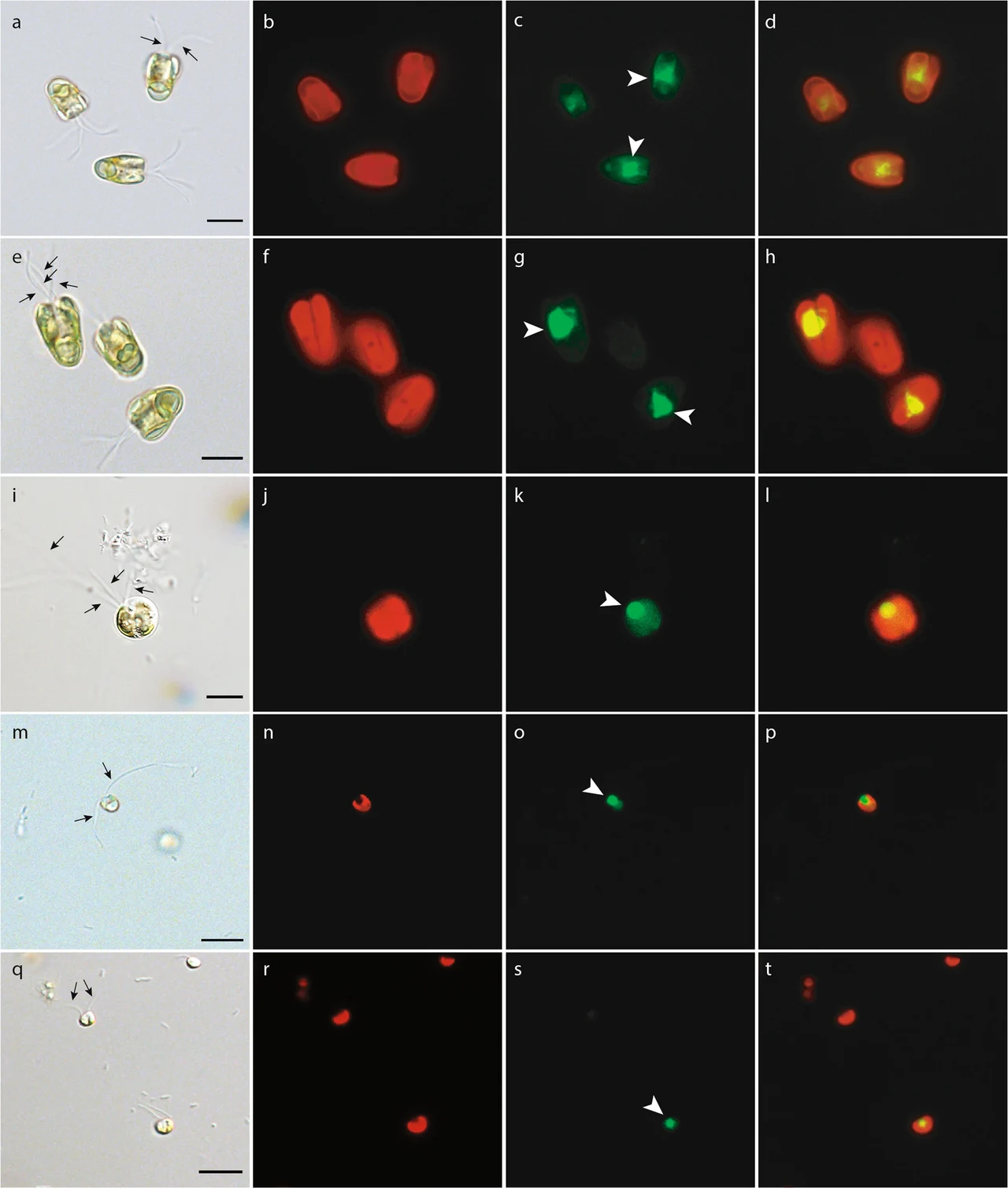 41396 2021 899 Fig3 FITC bacterivory@green algae.webp