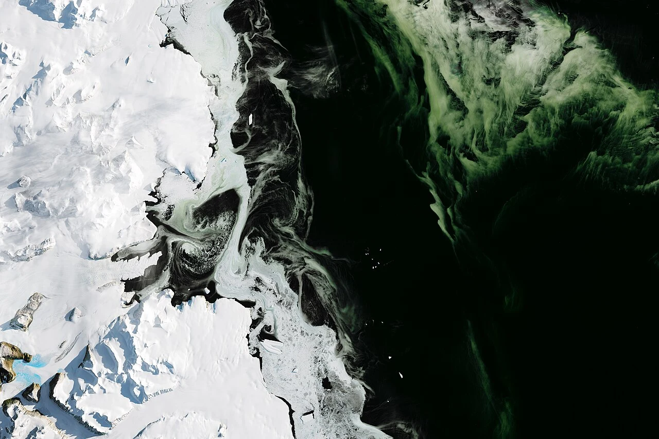 Antarctic Sea Ice is Lean and Green.jpeg