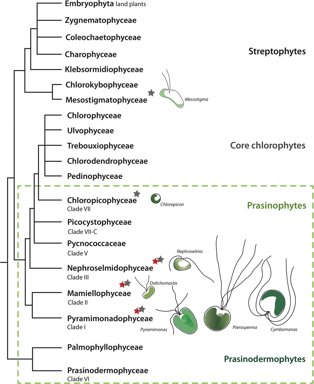 41396 2021 899 Fig5 cladogram phago-mixotrophy@green algae.webp