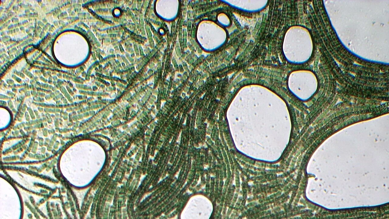 Arthrospira platensis.jpg