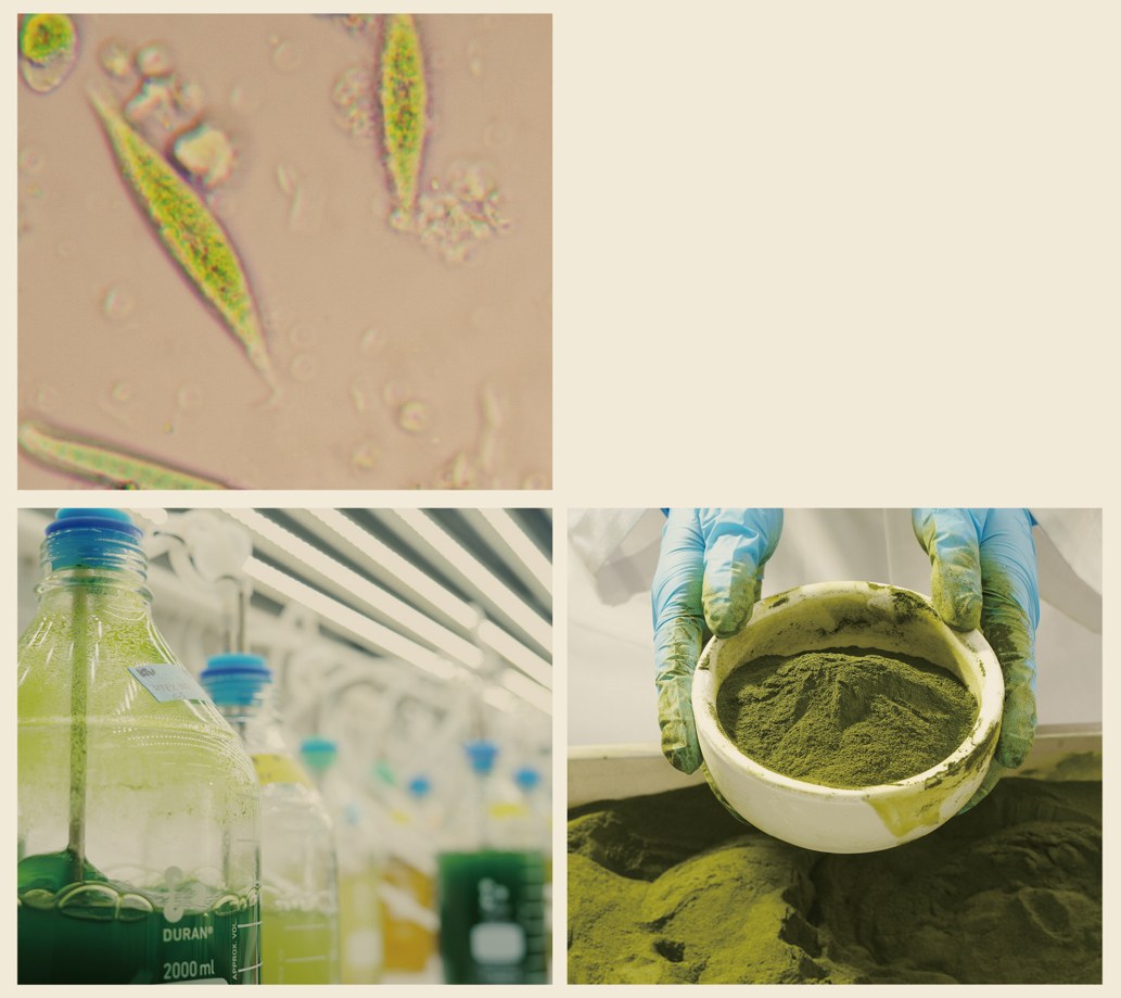 페오닥틸럼 트리코뉴튬(Phaeodactylum tricornutum) 배양과 현미경 사진 (1부)
