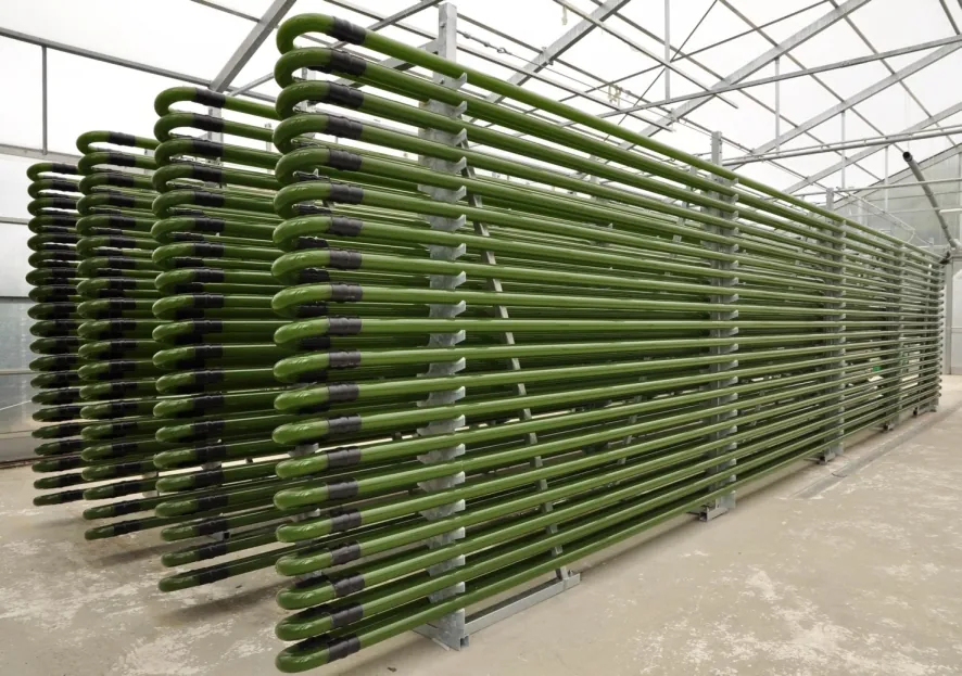 온실 안에 설치된 대형 튜브형 광생물반응기(photobioreactor)에서 자라는 진한 녹색 미세조류