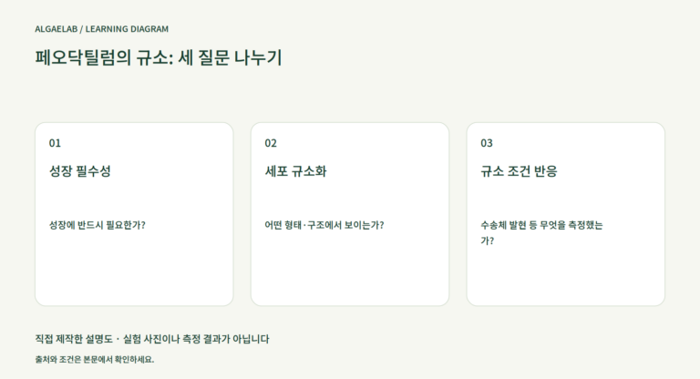 페오닥틸럼의 규소: 세 질문 나누기